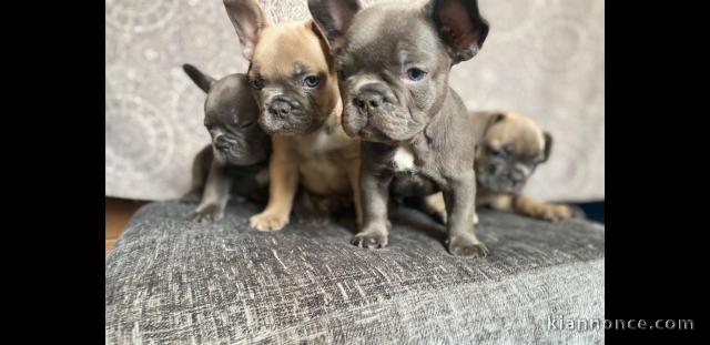 Dons Bulldog français lof