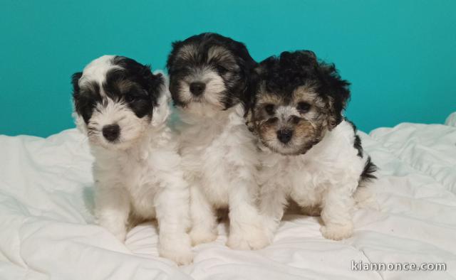 CHIOTS PETIT CHIEN LION A DONNER 