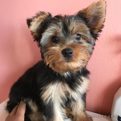 Jolie yorksire a donner