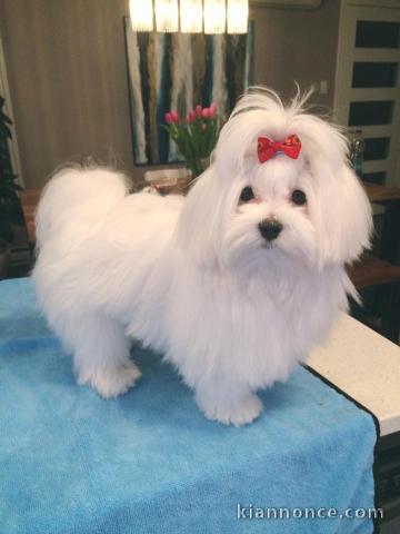 Merveilleux chiots bichon maltais a donner