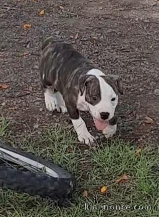  2 femelles bully croisé bouledogue américain 
