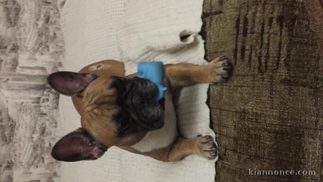 Bouledogue français disponible contre de bon soins