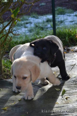 A donner chiots labrador 