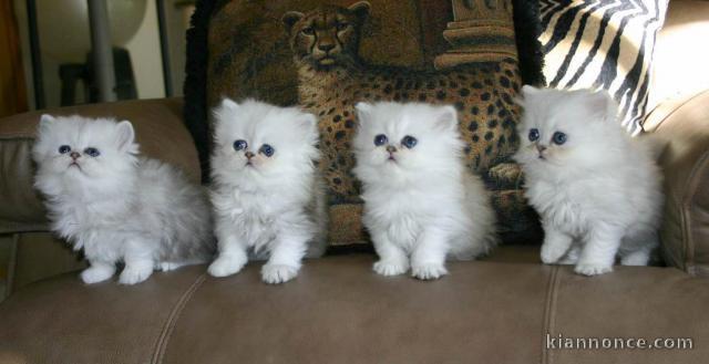 chatons persans sont disponibles