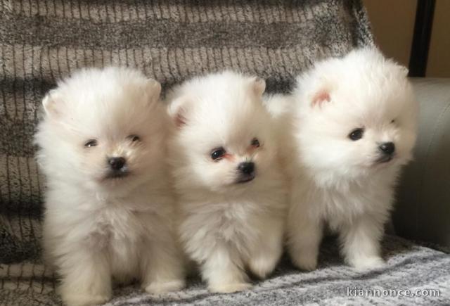 Chiots spitz nain Disponible
