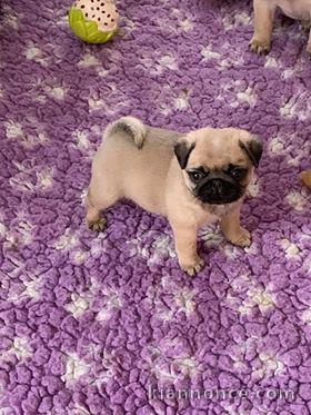 A donner Chiots carlin