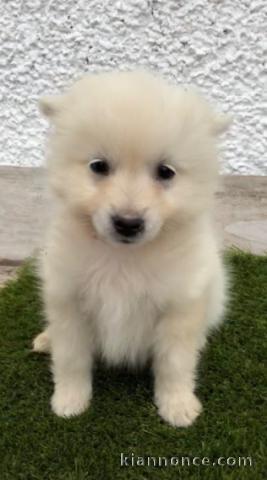 Chiots samoyède disponible