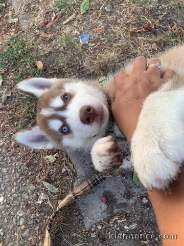  Chiot Husky sibérien 