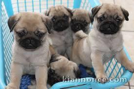 Chiots carlin disponibles 