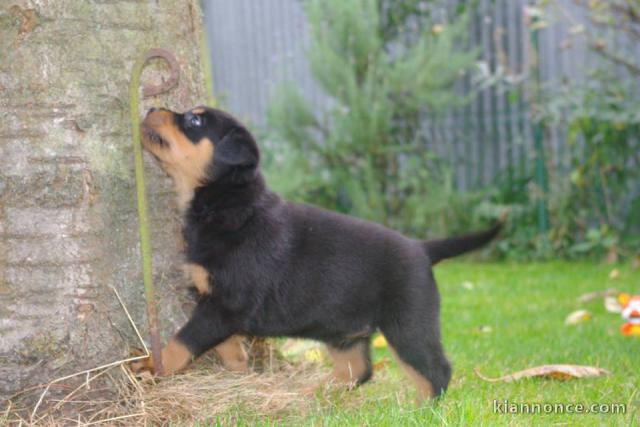Superbe Rottweiler a donner