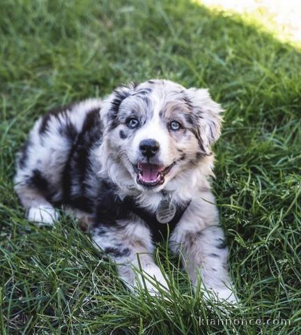 portée de 3 chiot Berger Australien