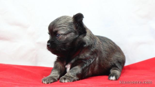 DONS CHIOTS CHIHUAHUA