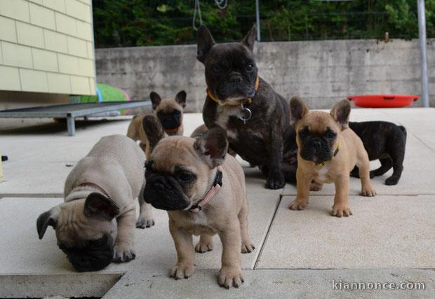 sublime Chiots bouledogue Français