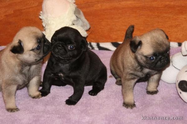 Très beaux Chiots bouledogue Français