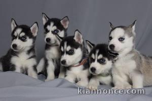 Magnifique chiots husky siberien