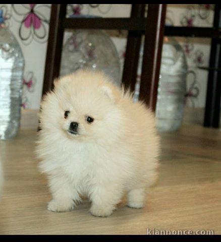 adorable chiots spitz nain