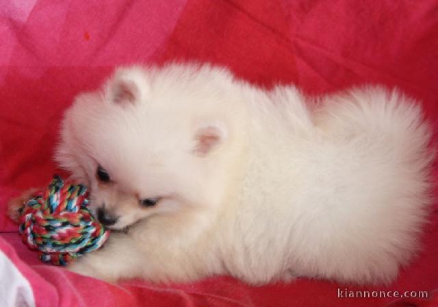 sublime chiots spitz nain