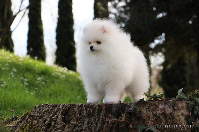mignon chiots spitz nain