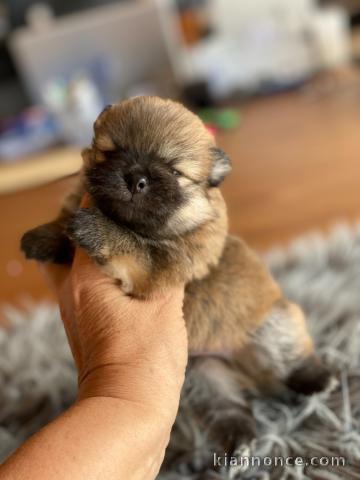   Chiots Spitz Nain LOF disponibles de suite 