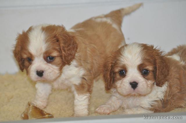 Magnifiques chiots Cavalier King Charles