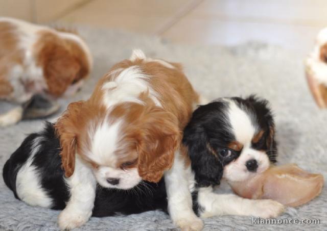 beaux chiots Cavalier King Charles