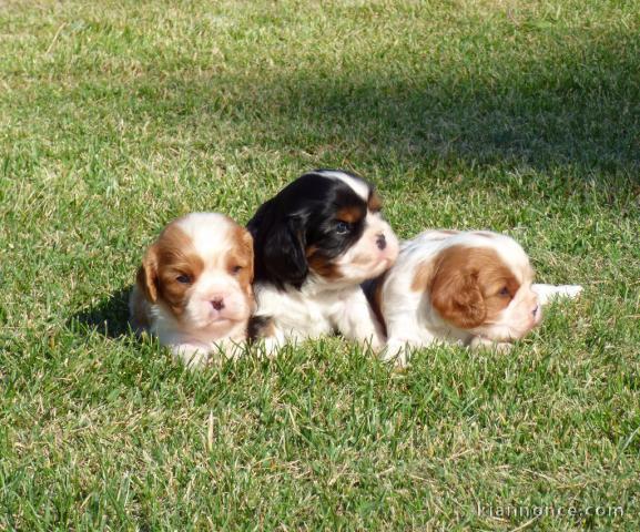 très beaux chiots Cavalier King Charles