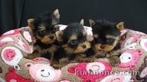 A donner superbe Chiots yorkshire