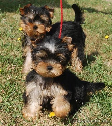 A donner sublime Chiots yorkshire