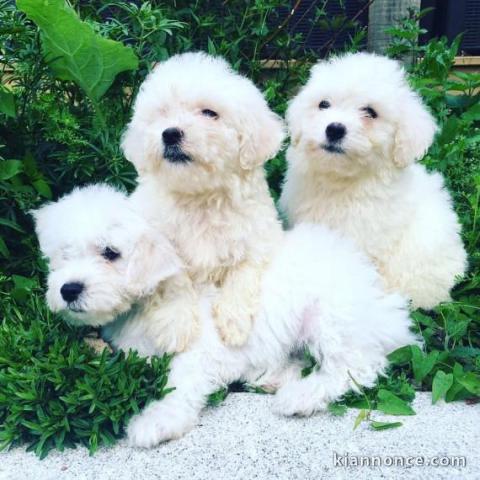 adorable chiots bichon maltais
