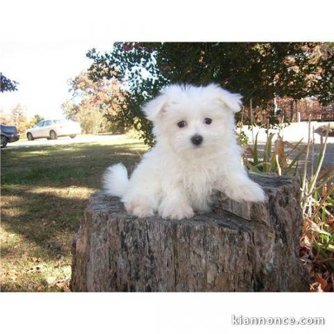 sublime chiots bichon maltais