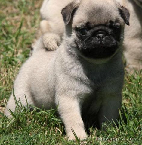 disponible Carlin LOF