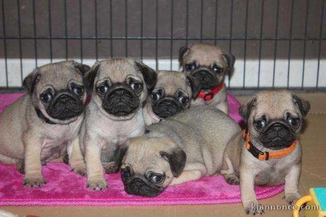 disponible très beaux chiots Carlin LOF