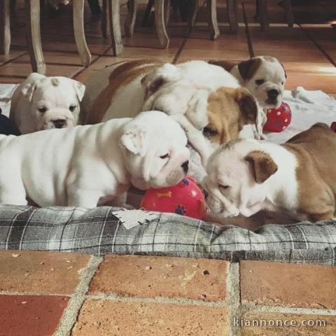 Magnifiques chiots bulldog anglais