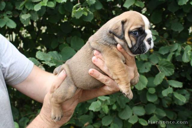 superbe chiots bulldog anglais
