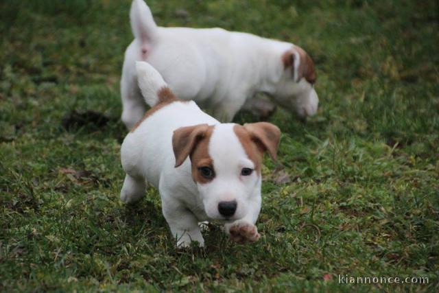 adorable chiot type jack russell