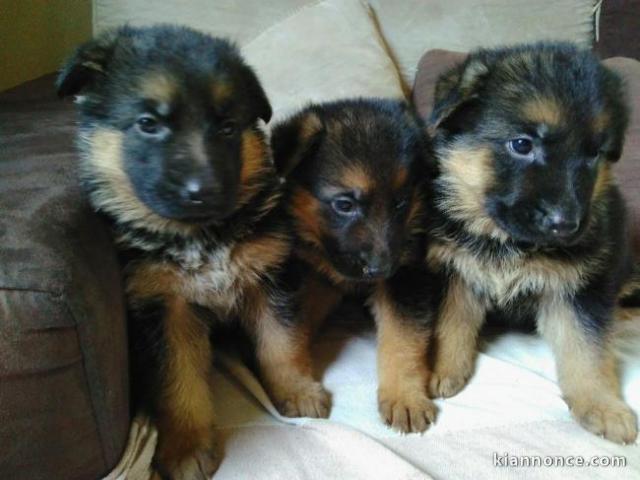 Superbes chiots Berger Allemand