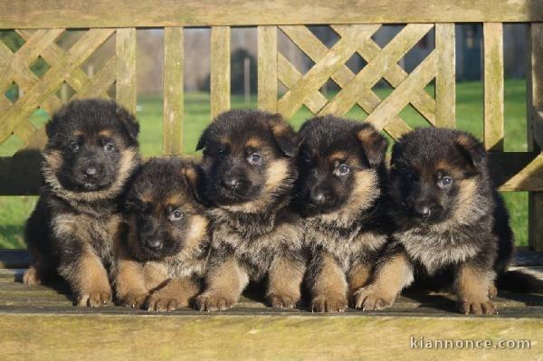 A donner magnifique chiots Berger Allemand