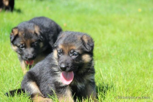 A donner superbe chiots Berger Allemand