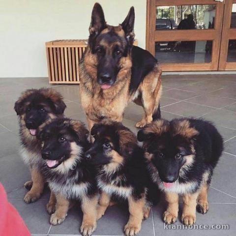 A donner chiots Berger Allemand pure race LOF