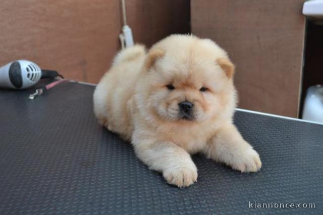 Disponible Chiots chow chow