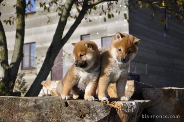 sublime chiots shiba inu