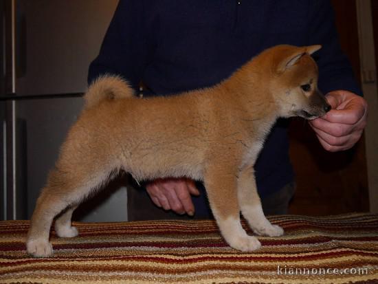 superbe chiots shiba inu