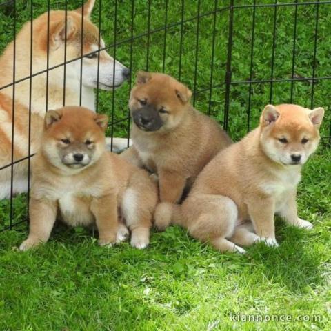 magnifique chiots shiba inu