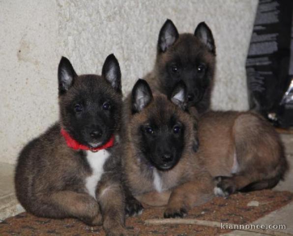 chiots Berger Malinois lof