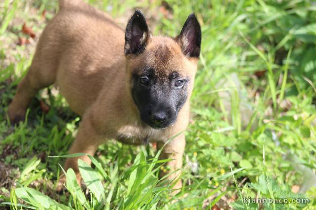 splendide chiots Berger Malinois
