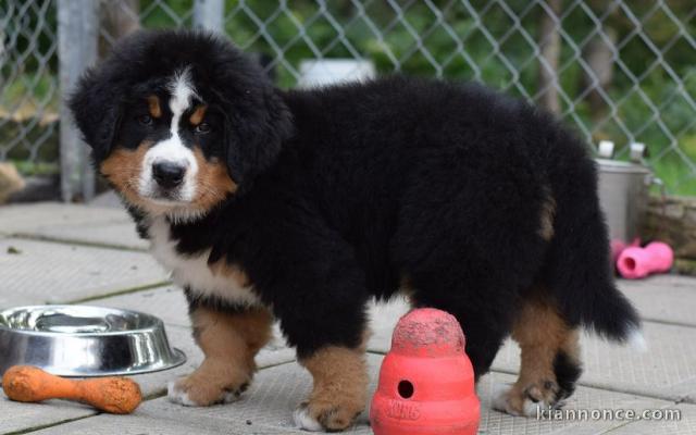 Beaux Chiots berger australien