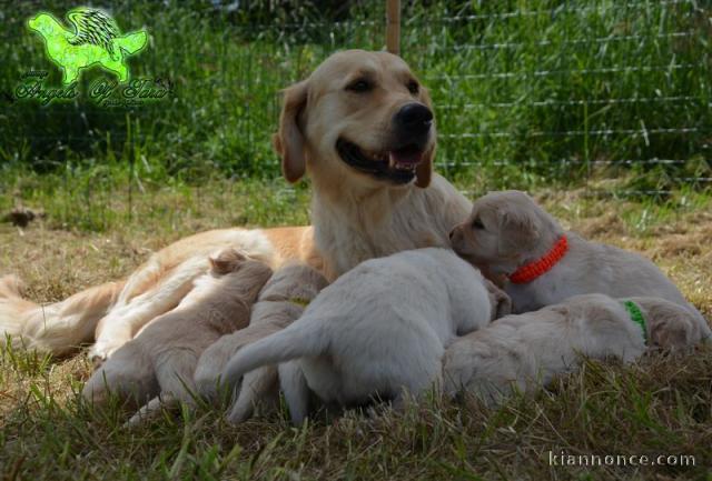 superbe chiots golden retriever