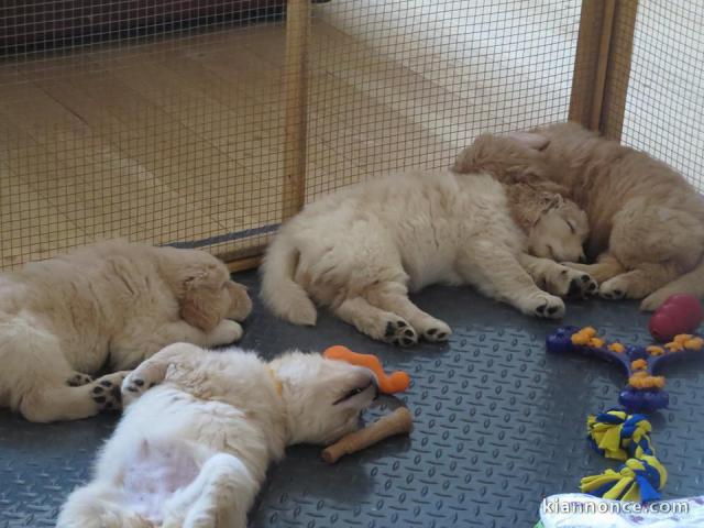 splendide chiots golden retriever