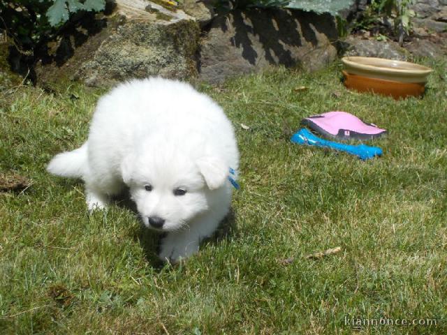 Adonner 4 bébés chiots berger Blanc suisse