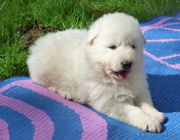 splendide chiots berger Blanc suisse